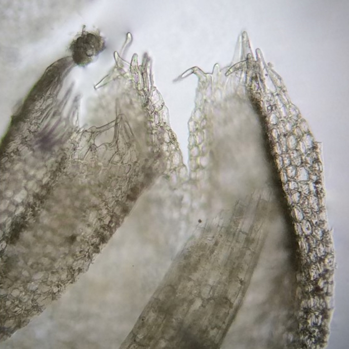 Schistochilopsis incisa var. incisa